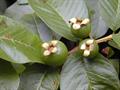 Psidium guajava